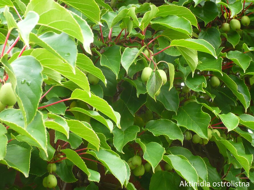 Aktinidia minikiwi – uprawa, pielęgnacja, właściwości