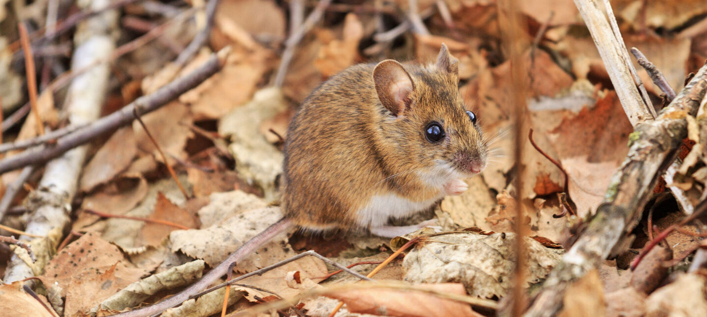 Nornica a mysz - jaka jest różnica