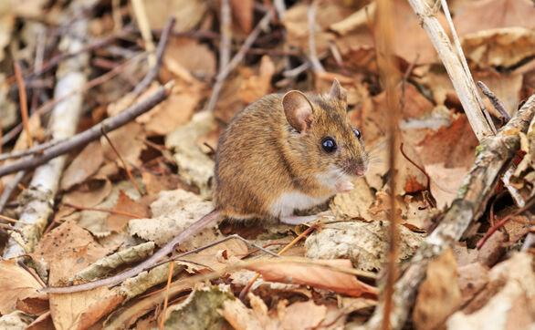 Nornica a mysz - jaka jest różnica