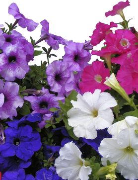 Przejdź do artykułu - surfinia (petunia zwisająca)