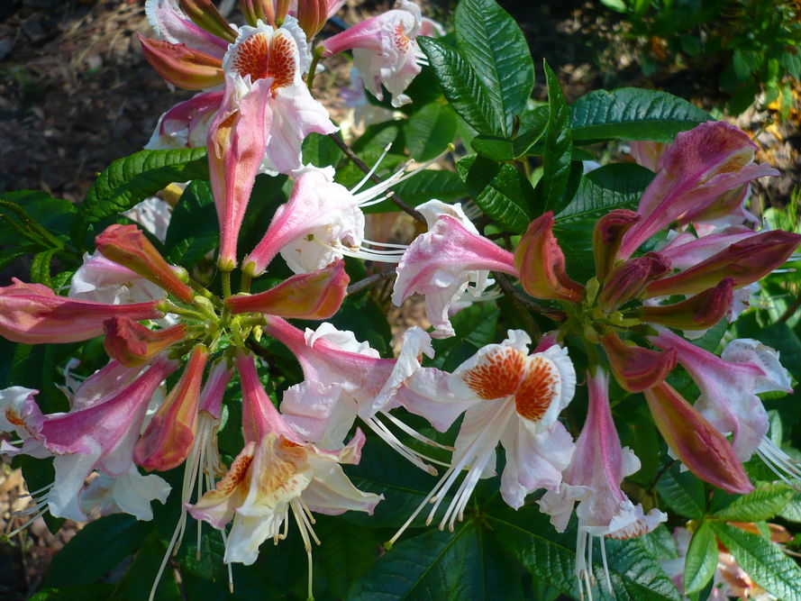 Najpopularniejsze odmiany rododendronów