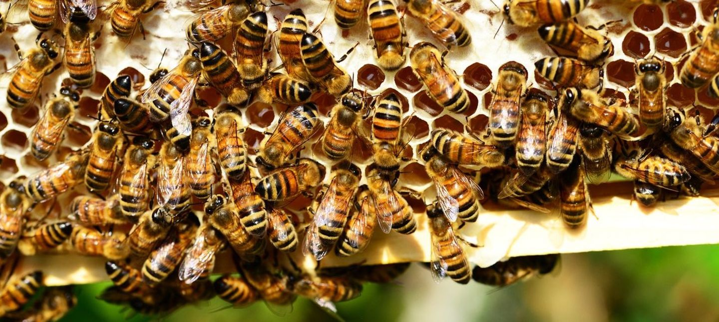 Jak zapobiegać zatruciu pszczół podczas wykonywania oprysków?