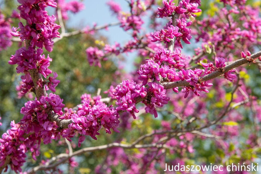 Najpopularniejsze odmiany judaszowców