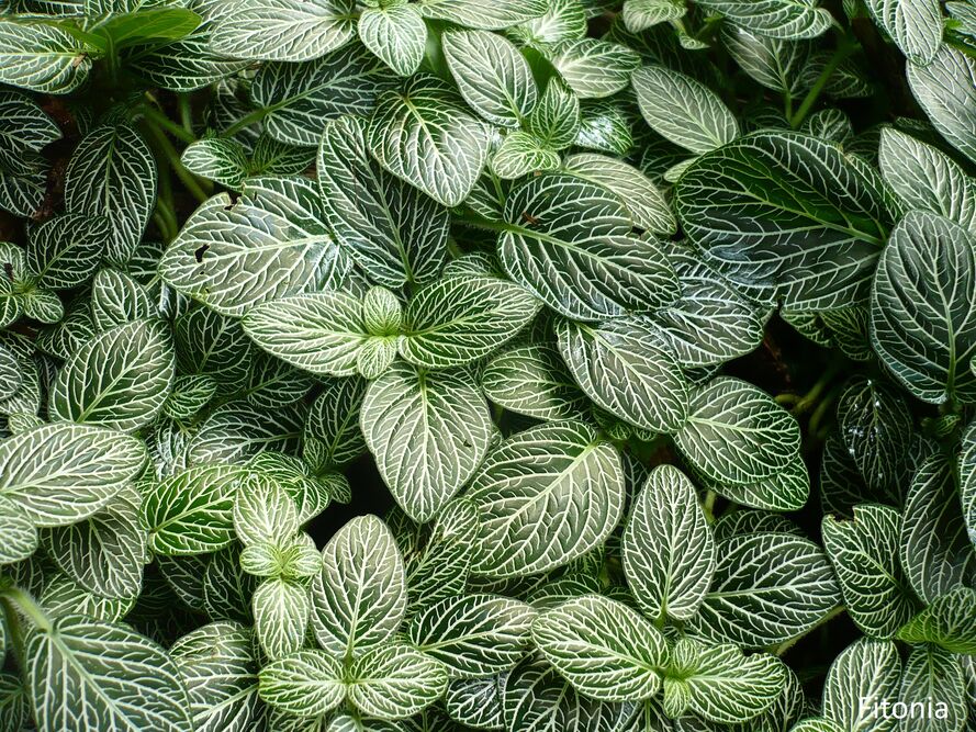 Las w słoiku – terrarium roślinne – dobór roślin, podłoże, podlewanie i pleśń