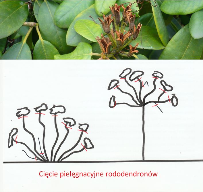 Przycinanie rododendronów – pielęgnacyjne, formujące, odmładzające