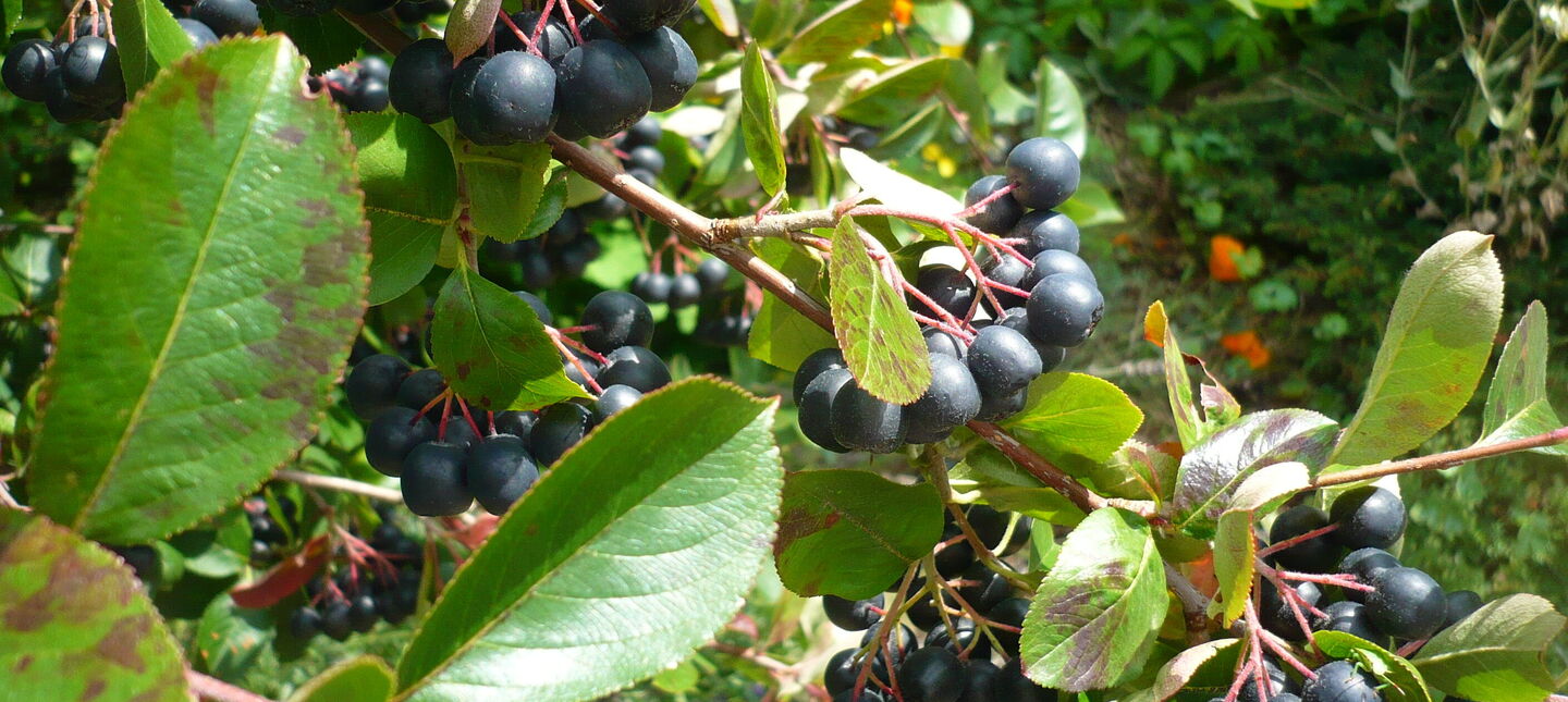 Aronia – uprawa i pielęgnacja
