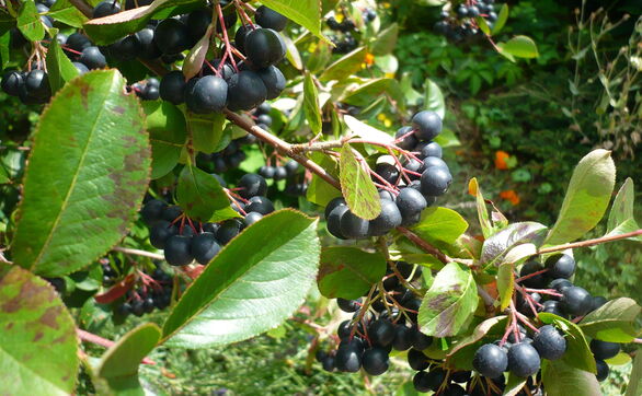 Aronia – uprawa i pielęgnacja