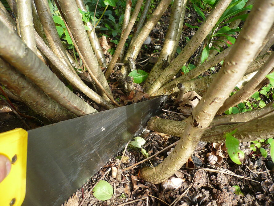 Aronia – uprawa i pielęgnacja