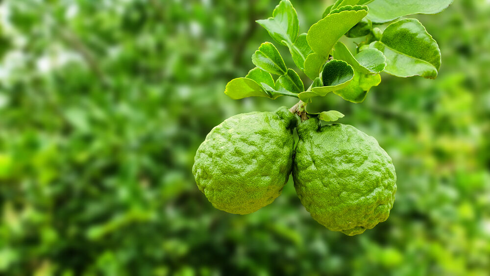 Zioła azjatyckie w domu i ogrodzie – shiso, trawa cytrynowa, kaffir lime – wymagania i zimowanie