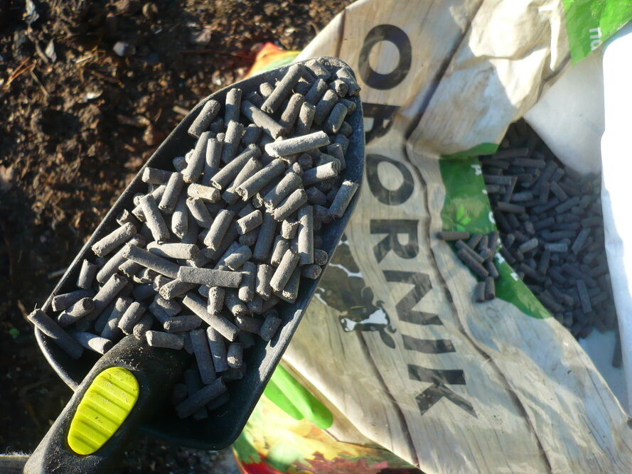 Szczypiorek – uprawa, pielęgnacja, właściwości