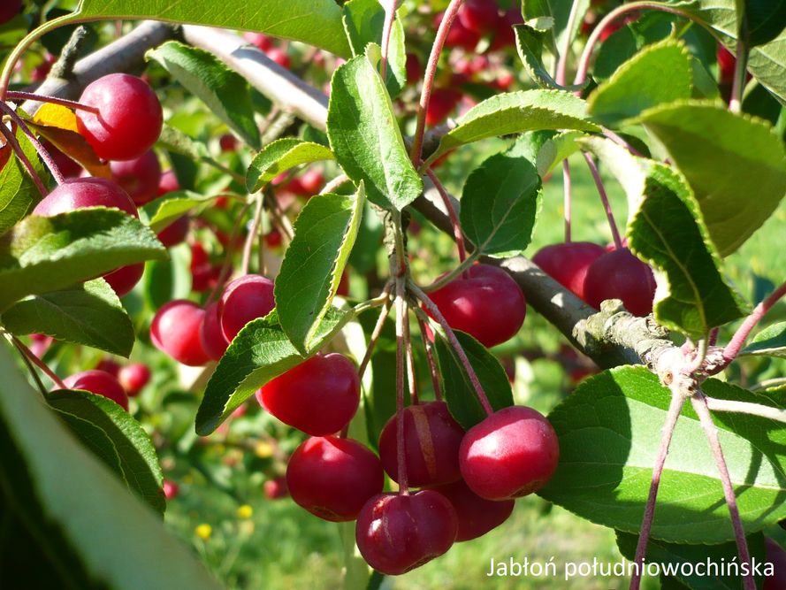 Rajskie jabłonie – jak uprawiać