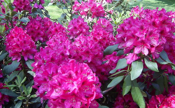 Przejdź do artykułu - różanecznik (rododendron)