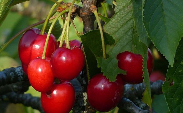 Przejdź do artykułu - czereśnia