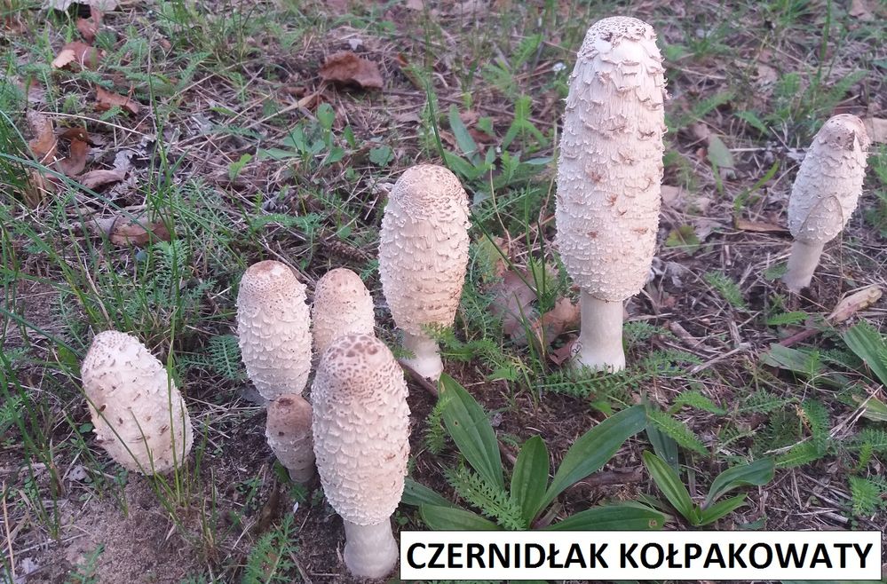 czernidłak