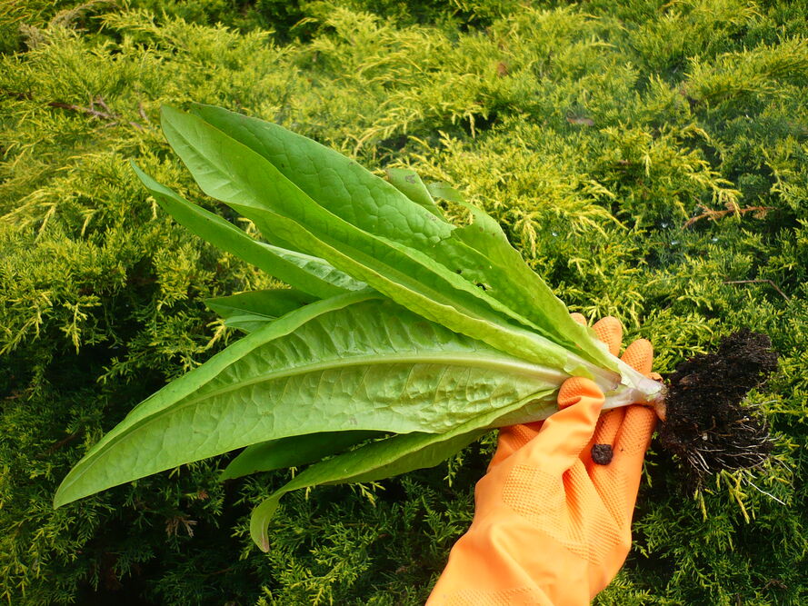 Sałata łodygowa – uprawa i pielęgnacja