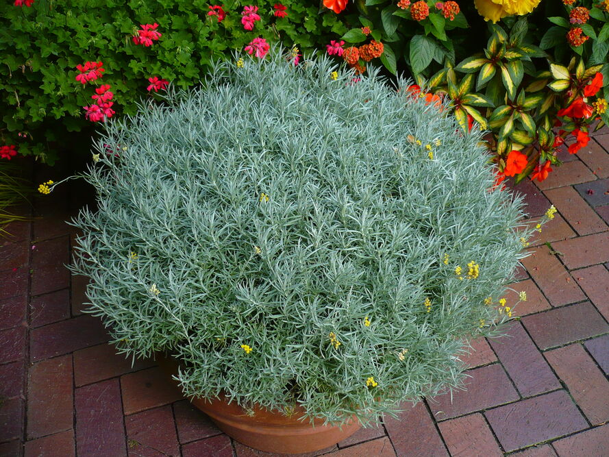 Kocanki włoskie pachnące curry - uprawa i właściwości 