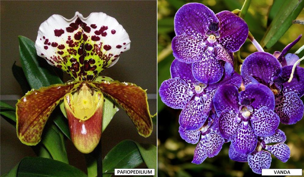 vanda