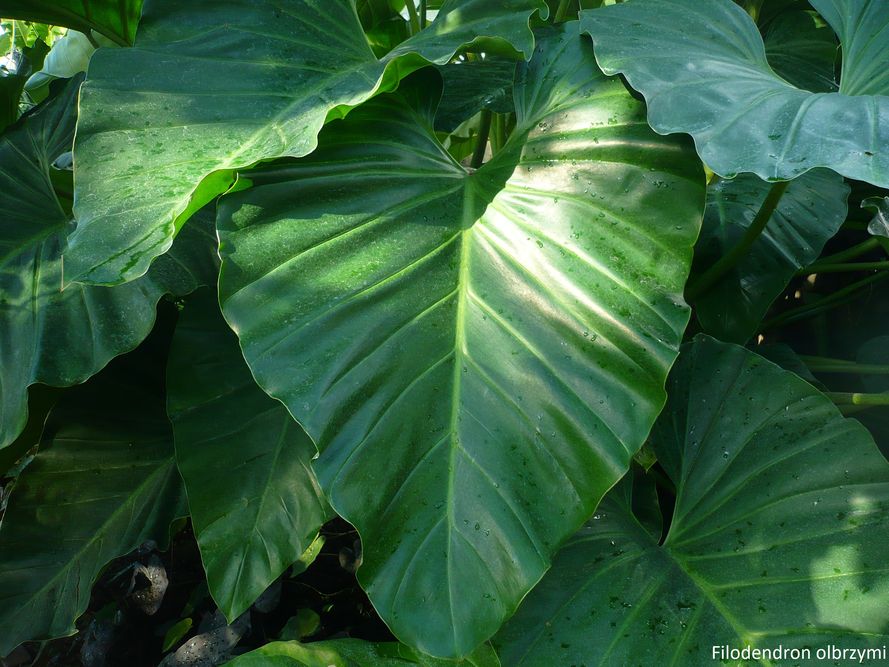 Filodendron - ABC uprawy