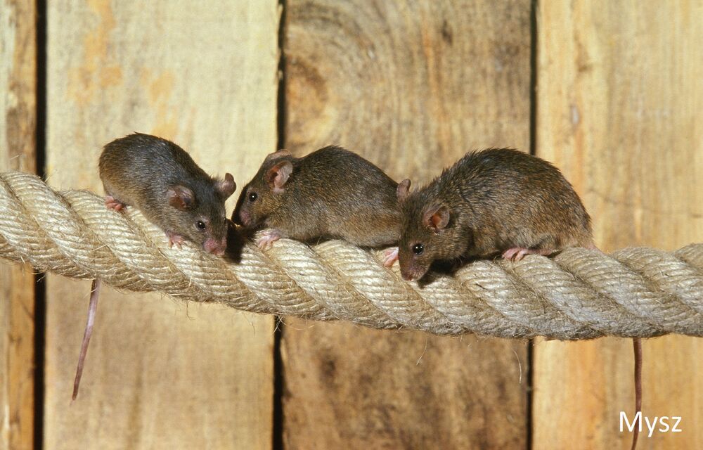 Nornica a mysz - jaka jest różnica