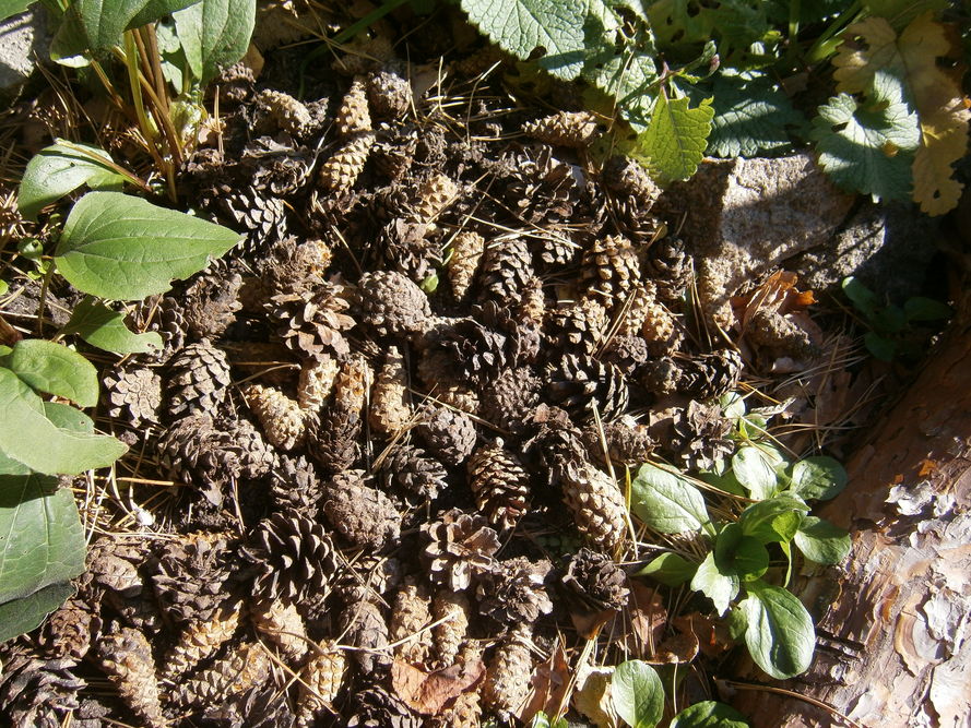 Ściółki naturalne - z czego zrobić