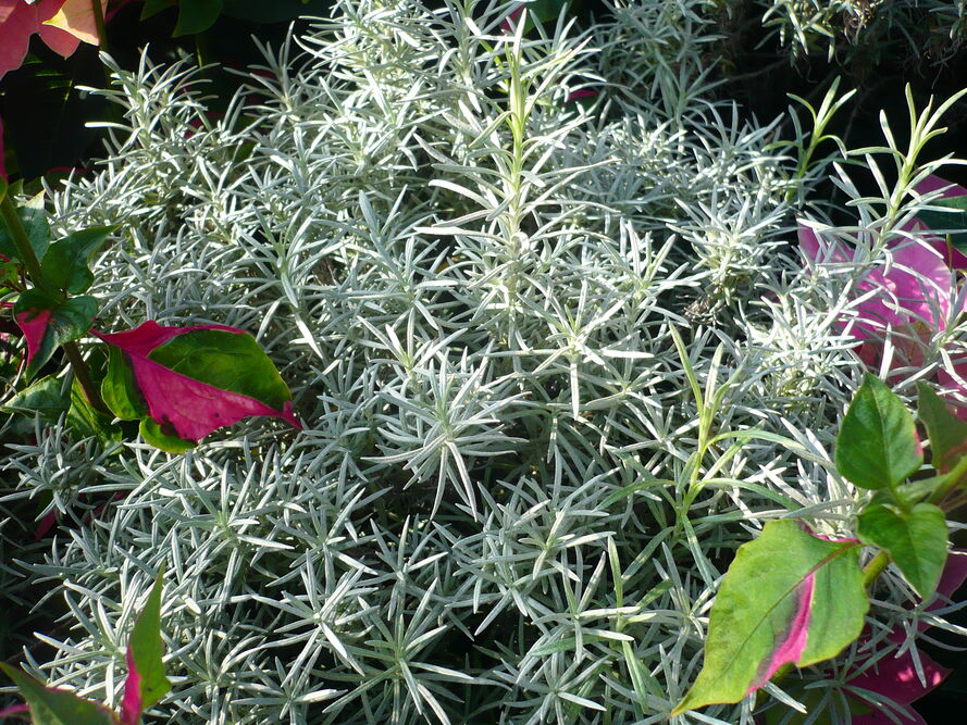 Kocanki włoskie pachnące curry - uprawa i właściwości 