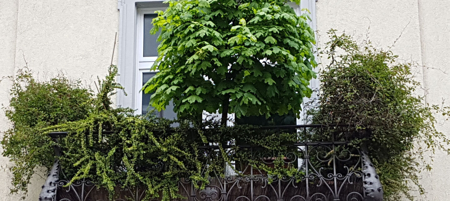 Całoroczne drzewka na balkon