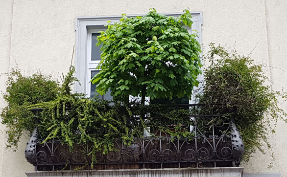 Przejdź do artykułu - Całoroczne drzewka na balkon