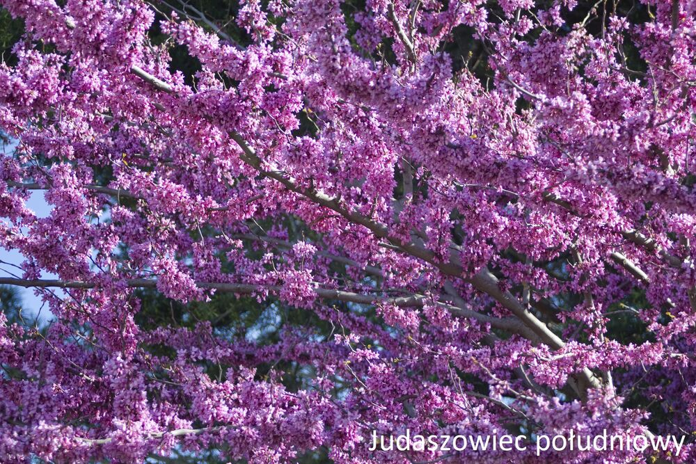 Najpopularniejsze odmiany judaszowców