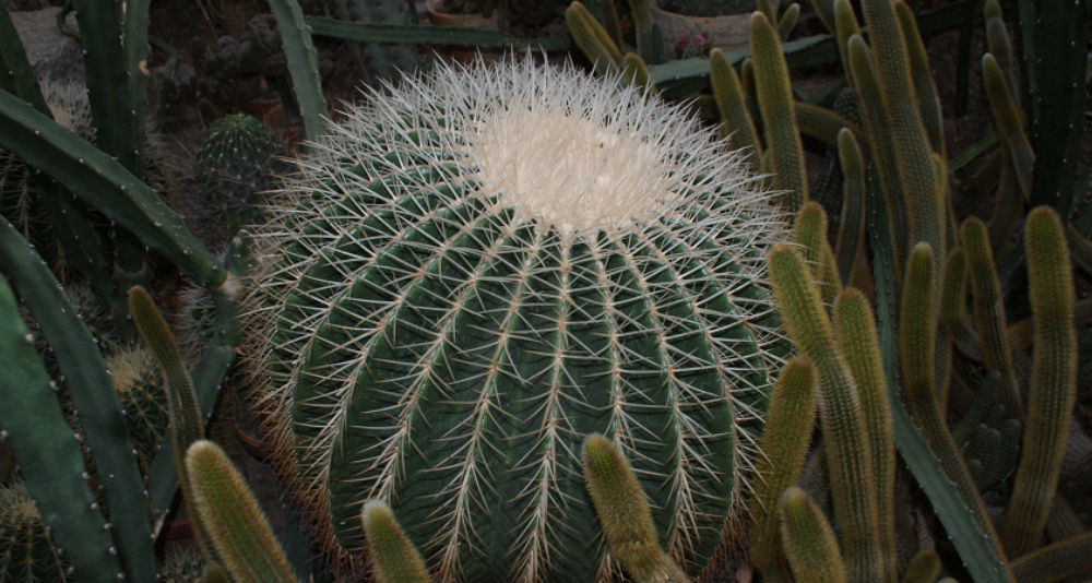 Kaktus #2