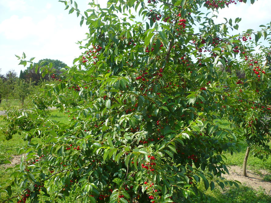 Drzewa owocowe niskopienne – jakie podkładki wybrać