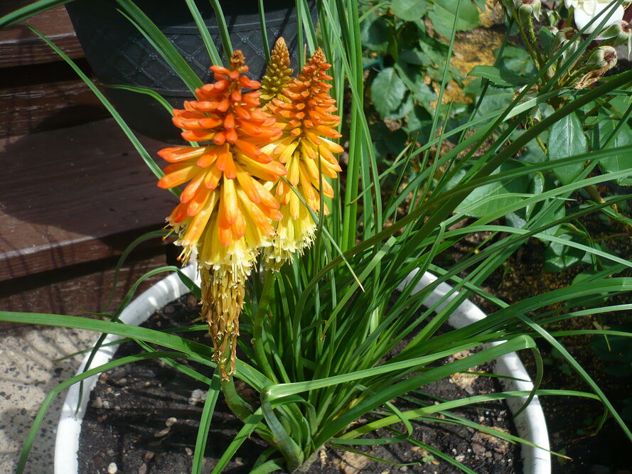 Trytoma groniasta – jak o nią dbać