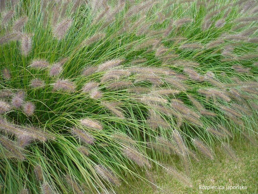 Rozplenice – uprawa, pielęgnacja, gatunki