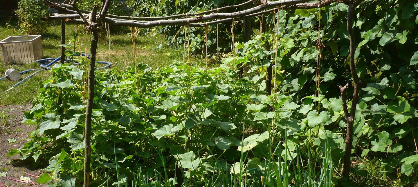 Uprawa ogórków na sznurkach