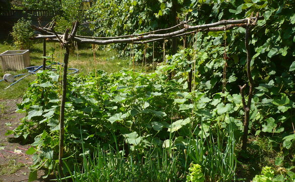 thumb Uprawa ogórków na sznurkach