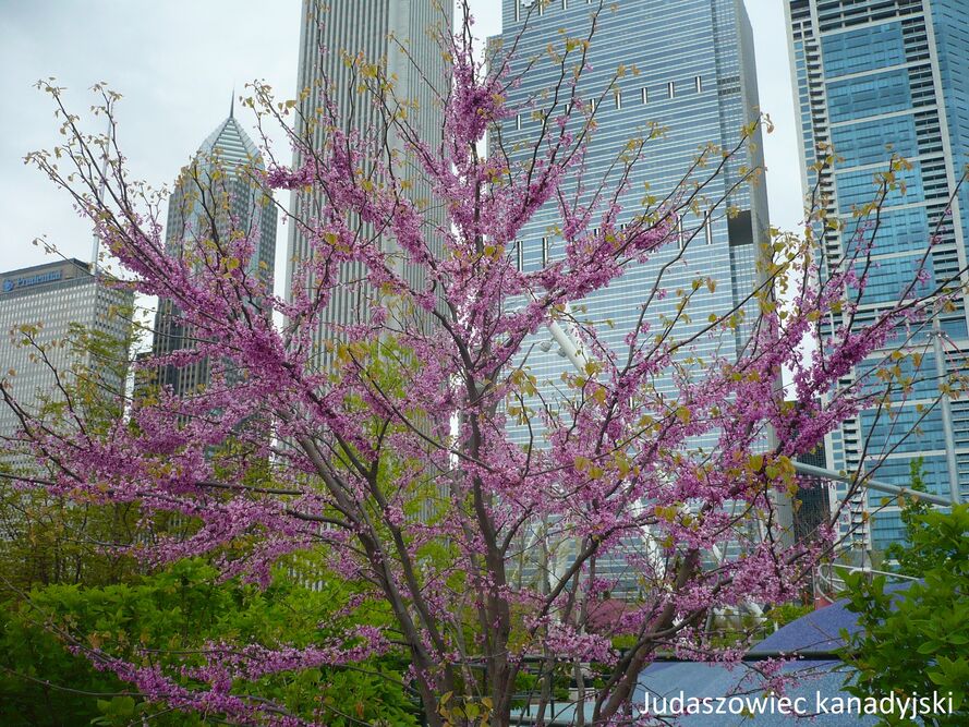 Najpopularniejsze odmiany judaszowców