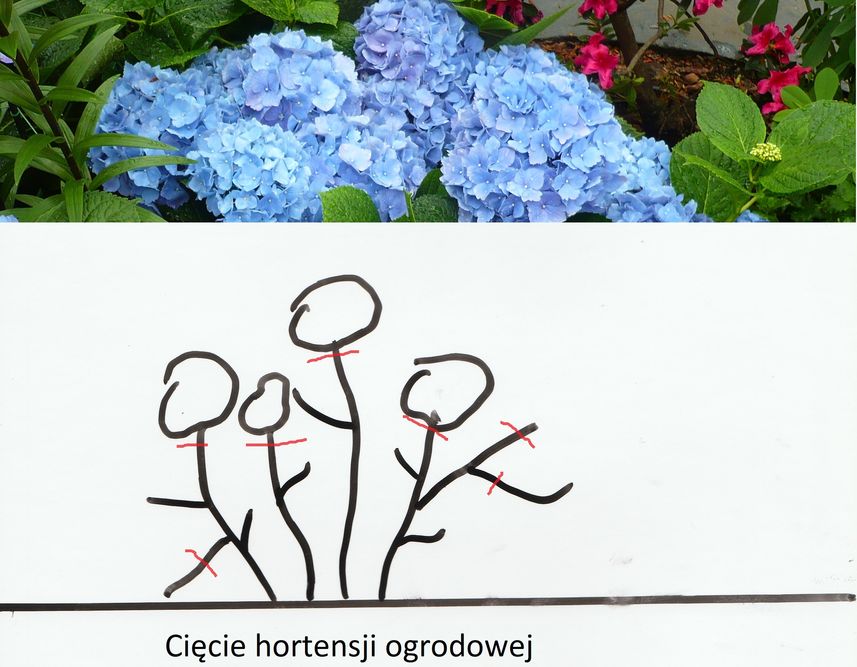 Hortensja - cięcie i przesadzanie 