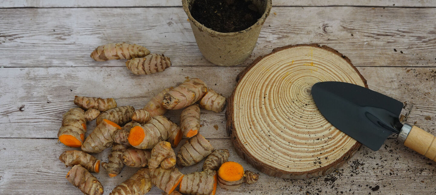Kurkuma w doniczce - domowa uprawa i pielęgnacja krok po kroku