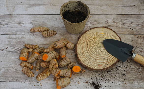 thumb Kurkuma w doniczce - domowa uprawa i pielęgnacja krok po kroku