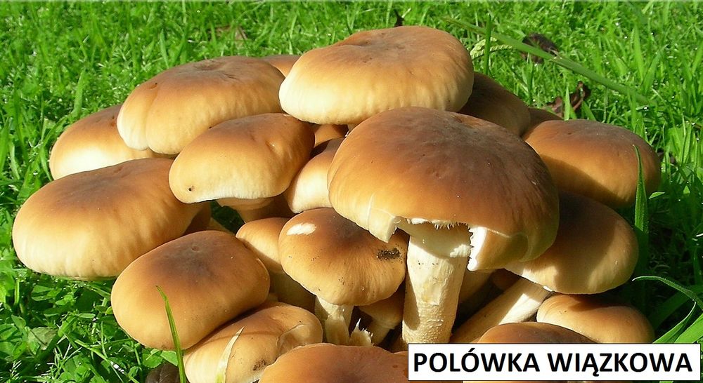 polówka