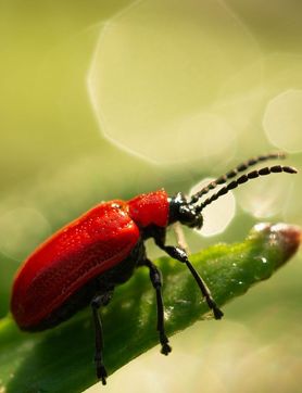 Przejdź do artykułu - poskrzypka liliowa