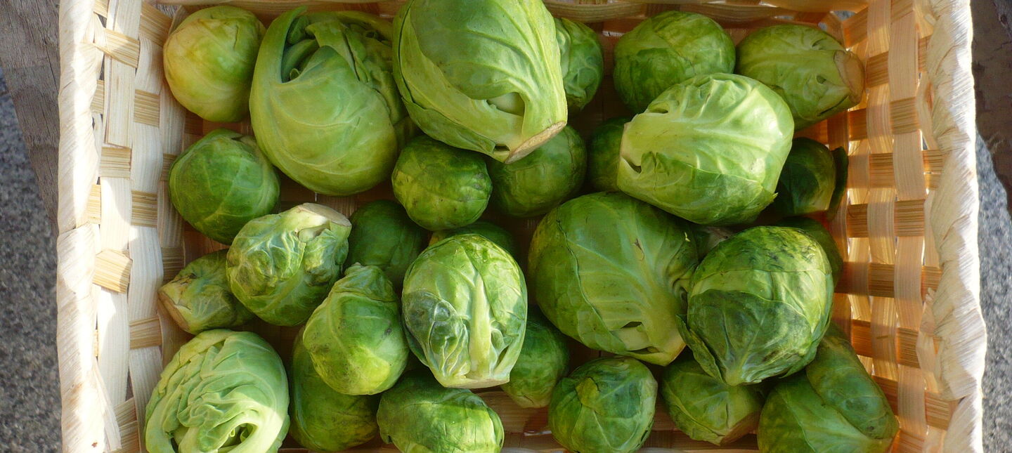 Kapusta brukselska - uprawa, pielęgnacja, właściwości