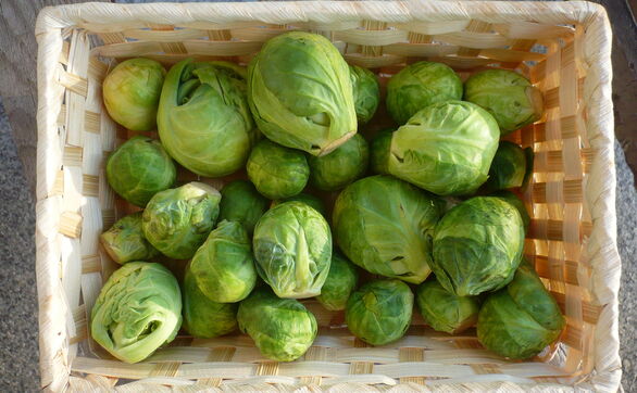 thumb Kapusta brukselska - uprawa, pielęgnacja, właściwości