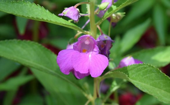 Przejdź do artykułu - niecierpek balsamina