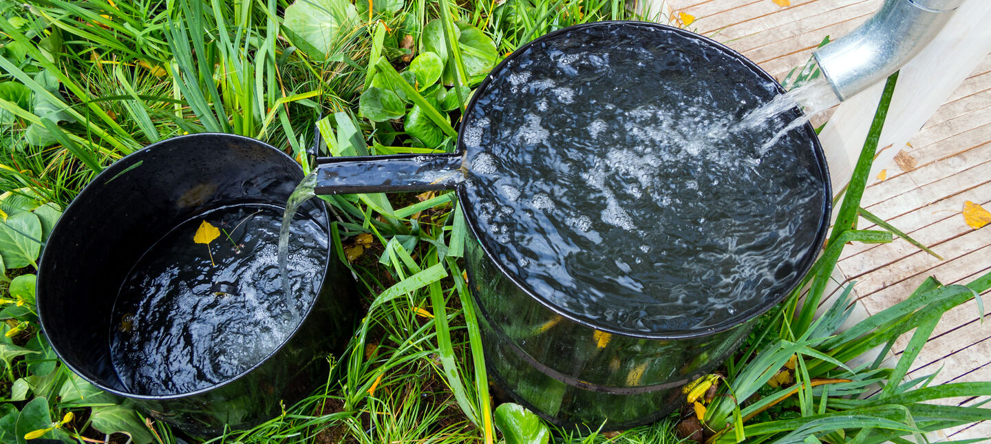 Ogród deszczowy krok po kroku - dobór miejsca, warstw i roślin