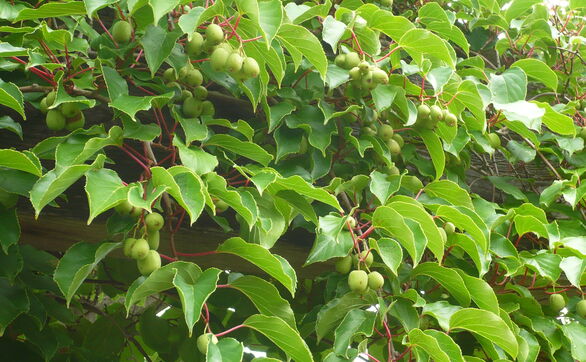 thumb Aktinidia minikiwi – uprawa, pielęgnacja, właściwości