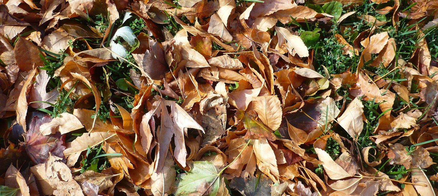Kompostowanie jesiennych liści – jak przyśpieszyć