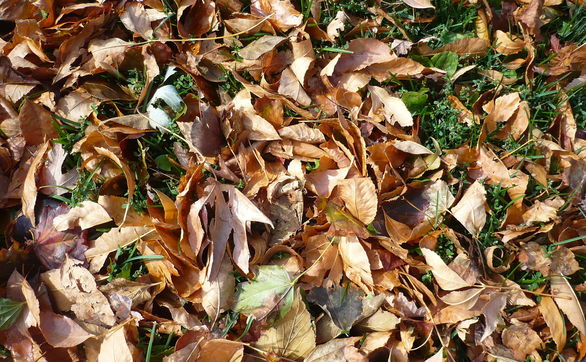 thumb Kompostowanie jesiennych liści – jak przyśpieszyć