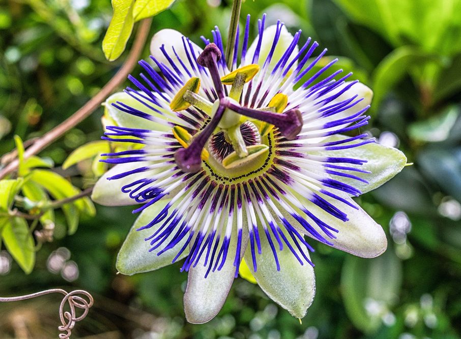 passiflora