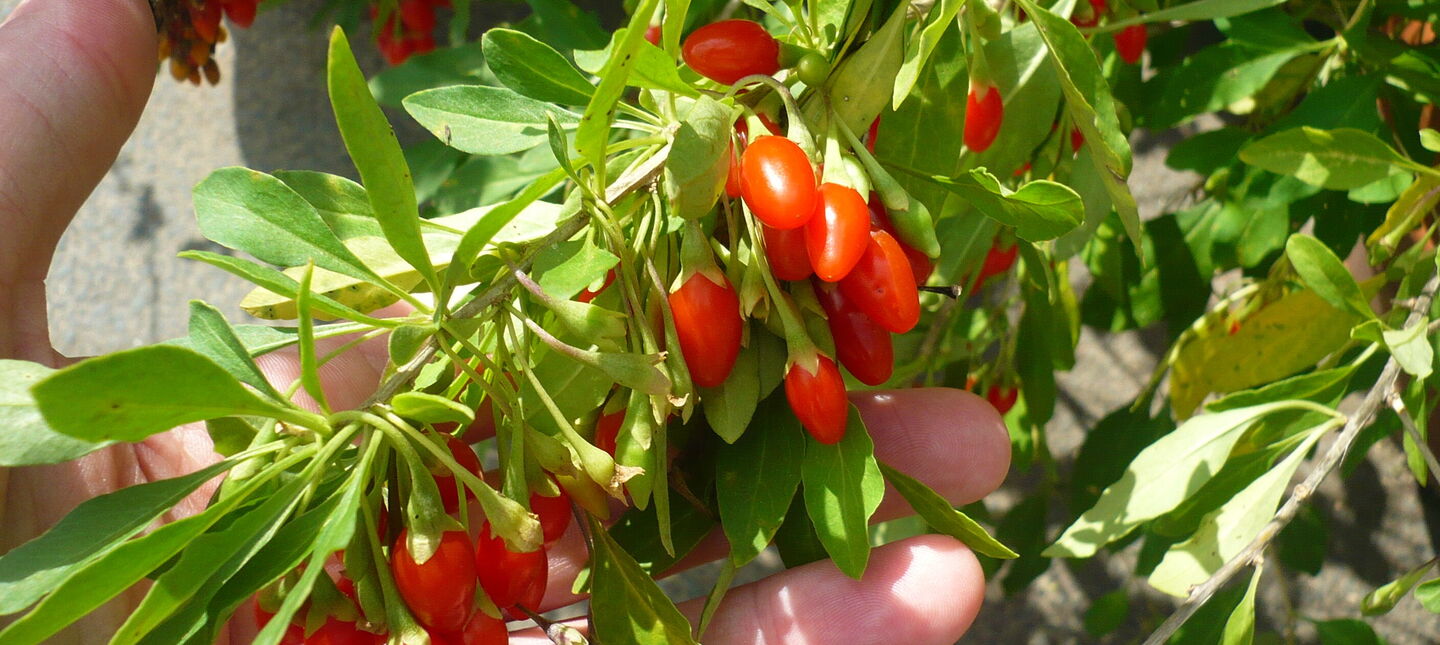 Jagoda goji – uprawa, pielęgnacja, właściwości