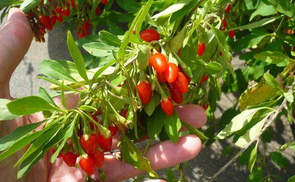 thumb Jagoda goji – uprawa, pielęgnacja, właściwości